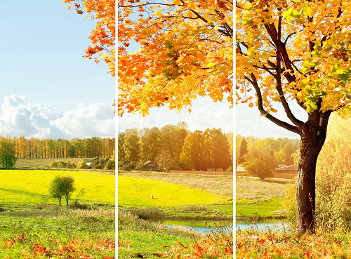 Vẽ tranh phong cảnh mùa thu